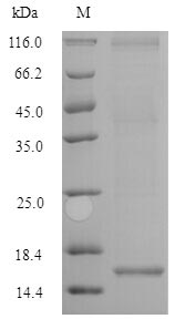 Recombinant Human Activin receptor type-2B(ACVR2B),partial