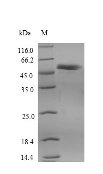 Recombinant Human Receptor-interacting serine/threonine-protein kinase 3(RIPK3)