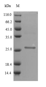 Recombinant Staphylococcus aureus Staphylococcal secretory antigen ssaA1(ssaA1)