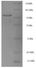 Recombinant Human Homeobox protein NANOG(NANOG)
