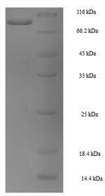 Recombinant Mouse Heat shock 70KDA protein 1B(Hspa1b)