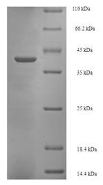 Recombinant Bovine Glycolipid transfer protein(GLTP)