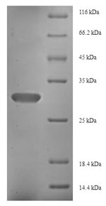 Recombinant Human Fibroblast growth factor 13(FGF13)