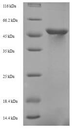 Recombinant Saccharomyces cerevisiae Probable tRNA threonylcarbamoyladenosine biosynthesis protein KAE1(KAE1)