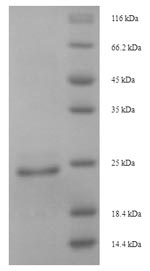 Recombinant Naja atra Cytotoxin 4