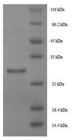 Recombinant Lepidoglyphus destructor Mite group 2 allergen Lep d 2
