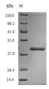 Recombinant Dermatophagoides farinae Mite group 2 allergen Der f 2(DERF2)