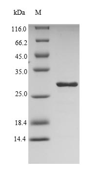 Recombinant Dermatophagoides pteronyssinus Mite group 2 allergen Der p 2(DERP2)