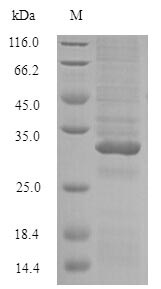 Recombinant Arachis hypogaea Conglutin