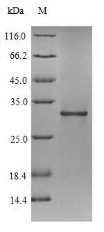 Recombinant Peptidoglycan-associated lipoprotein(pal)
