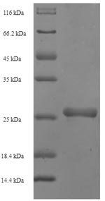 Recombinant Staphylococcus aureus Staphylococcal complement inhibitor(scn)