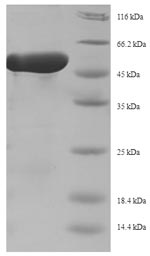 Recombinant Replication initiation protein(repD)