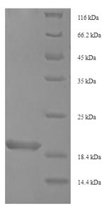 Recombinant Oxyopes takobius Oxyopinin-4a