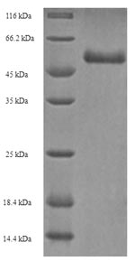Recombinant Human Pro-neuregulin-3, membrane-bound isoform(NRG3),partial