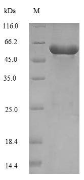 Recombinant Saccharomyces cerevisiae Serine--tRNA ligase, Cytoplasmic domain(SES1)