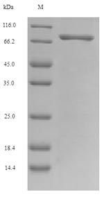 Recombinant Mouse Nuclear respiratory factor 1(Nrf1)