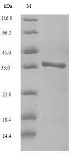 Recombinant Horse Major allergen Equ c 1