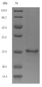 Recombinant Dendroaspis polylepis polylepis Toxin MIT1