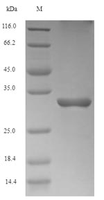Recombinant Mouse Lymphocyte antigen 96(Ly96)