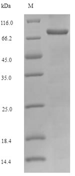 Recombinant Mouse Kelch-like ECH-associated protein 1(Keap1)