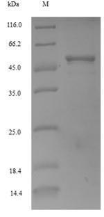 Recombinant Arabidopsis thaliana Cyclin-B1-1(CYCB1-1)