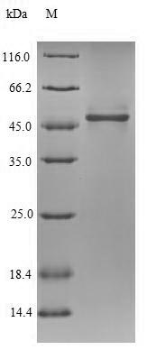 Recombinant Drosophila melanogaster NADH-ubiquinone oxidoreductase 75KDA subunit, mitochondria(ND75),partial