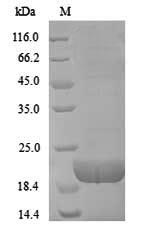 Recombinant Bovine T-cell surface glycoprotein CD8 alpha chain(CD8A),partial