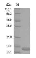 Recombinant Bacillus sp. Levanase(Levanase),partial