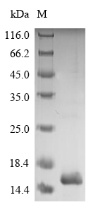 Recombinant Dermatophagoides pteronyssinus Mite group 2 allergen Der p 2(DERP2)