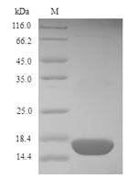 Recombinant Dermatophagoides farinae Mite group 2 allergen Der f 2(DERF2)