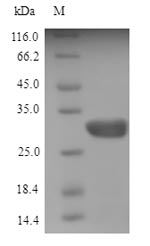 Recombinant Mouse Angiogenin-4(Ang4)