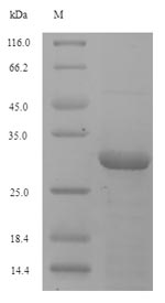 Recombinant Drosophila melanogaster Thioredoxin-2(Trx-2)