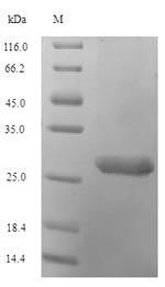 Recombinant Human Histone H2A.V(H2AFV)