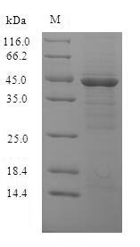 Recombinant Outer membrane protein ompK(ompK)