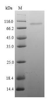Recombinant Mouse Integrin beta-1(Itgb1),partial