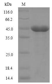 Recombinant Naja kaouthia Cobra venom factor,partial