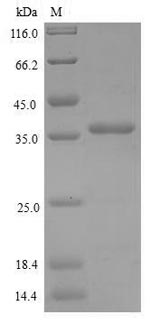 Recombinant Drosophila melanogaster Protein bottleneck(bnk)