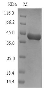 Recombinant Dog Arginine esterase