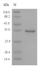 Recombinant Guinea pig Membrane cofactor protein(CD46),partial