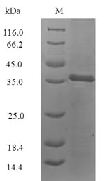 Recombinant Blattella germanica Allergen Bla g 4