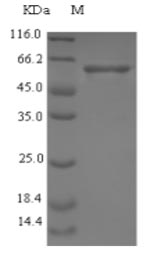 Recombinant Staphylococcus aureus Enolase(eno)