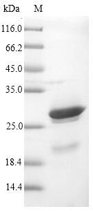 Recombinant Vaccinia virus Protein K3 (K3L)