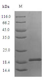 Recombinant Alternaria alternata Heat shock 70KDA protein(HSP70)