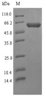 Recombinant High affinity transport system protein p37(p37)