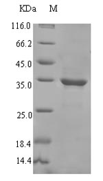 Recombinant Pisum sativum 18.1KDA class I heat shock protein(HSP18.1)