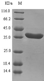 Recombinant Magnaporthe oryzae Scytalone dehydratase(SDH1)