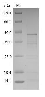 Recombinant Tachypleus tridentatus Tachylectin-2