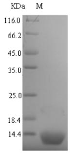 Recombinant Bacillus subtilis Phosphocarrier protein HPr(ptsH)