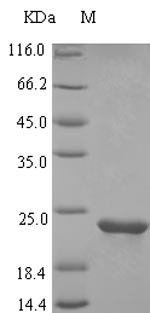 Recombinant Rat Osteocrin(Ostn)