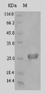 Recombinant Bacillus pumilus Cell division protein ZapA(zapA)